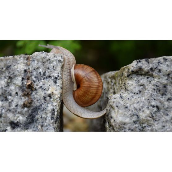 Eine Schnecke zwischen zwei Steinen