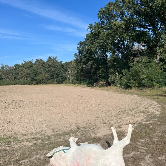 Ein weißer Esel liegt auf dem Boden