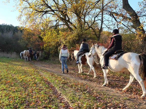 Reitausflug bei einer Auszeit mit Pferden