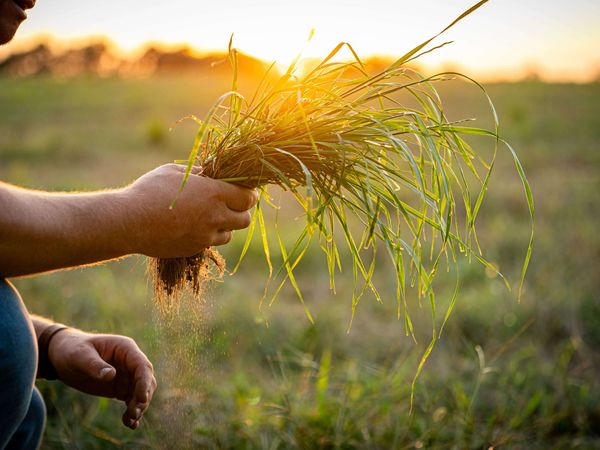 Ein Mann auf einer Weide hält Gras in der Hand während des Sonnenunterganges. 