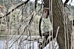 Vogelhäuschen am Baum vor dem Wirchensee