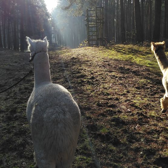 Zwei Alpakas laufen im Wald