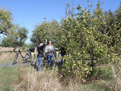 Kulinarische Pause am Oderbruchbahn-Radweg durch Selbstpflücken an Apfelbäumen