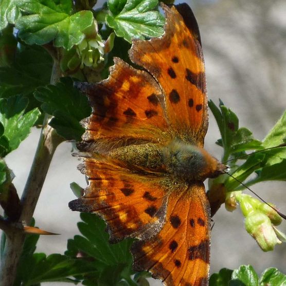 Schmetterling im Naturpark Schlaubetal in Oder-Spree