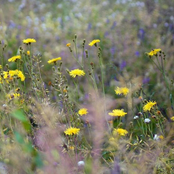 Detailaufnahme einer Wildblumenwiese in Trebnitz