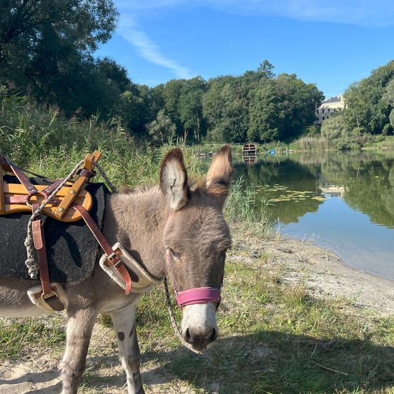 Ein Esel am Fluss