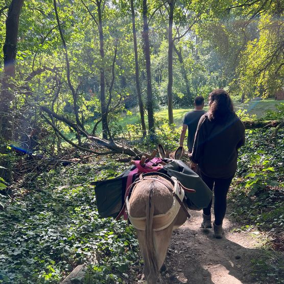 Eselwandern im Wald