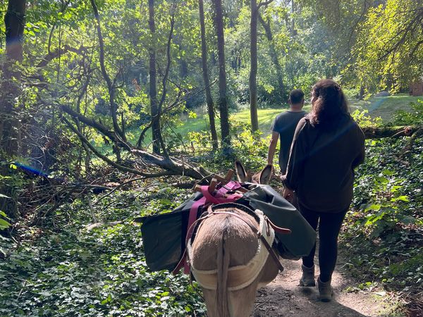 Eselwandern im Wald