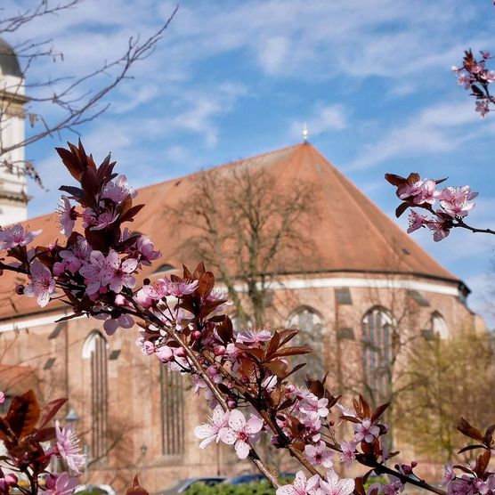 Dom Fürstenwalde hinter rosa Blättern im Frühjahr