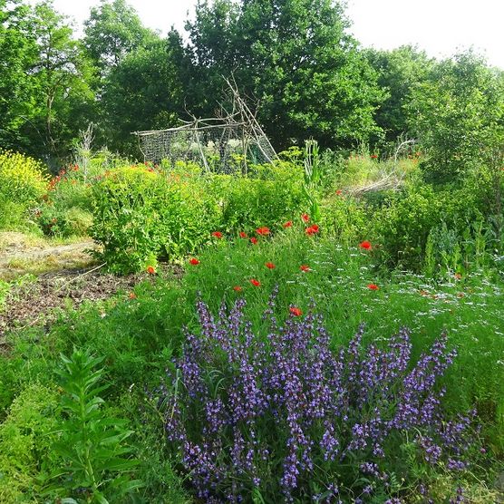 Ein blühendes Beet im Hausgarten