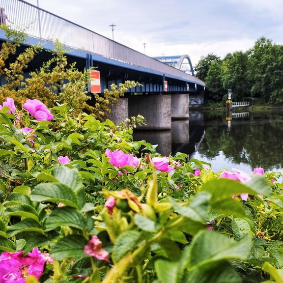 Frühblüher am Ufer der Spree an der Spreebrücke in Fürstenwalde