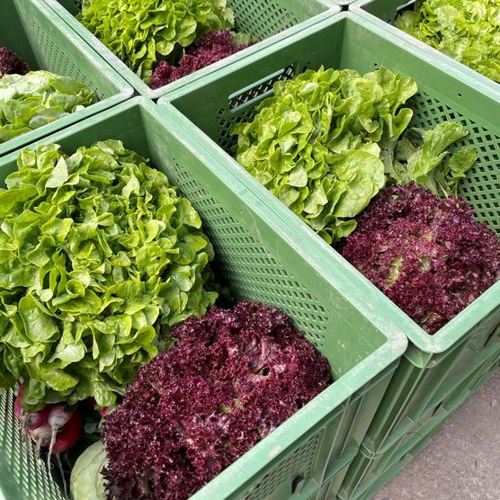 Salatköpfe in einer Kiste von der PlantAge aus Frankfurt (Oder)