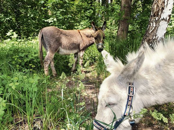 Zwei Esel im Wald