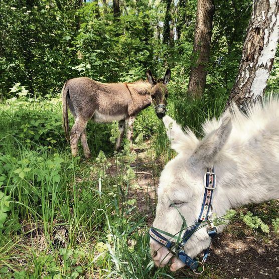 Zwei Esel im Wald