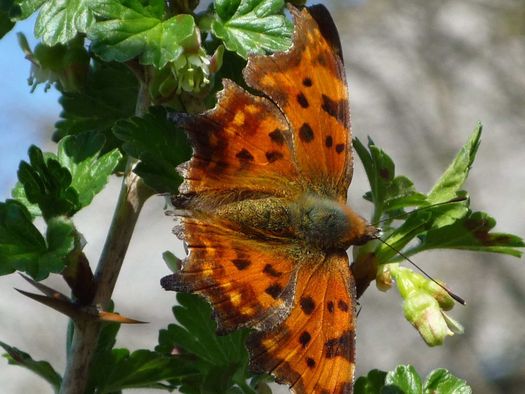 Schmetterling im Naturpark Schlaubetal in Oder-Spree