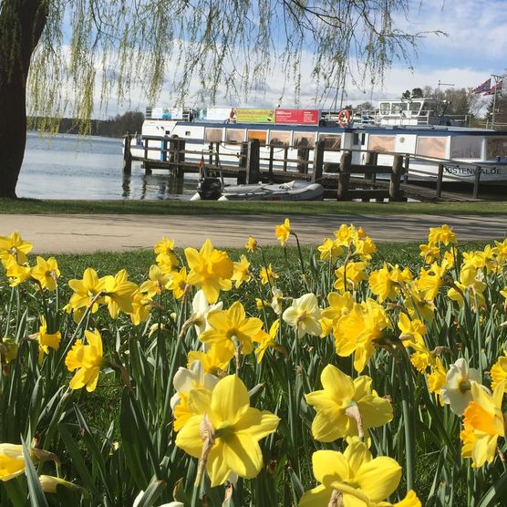 Frühling am Hafen von Bad Saarow