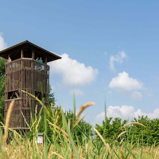 Käfer und Wappentier des Naturpark Dahme-Heideseen in Oder-Spree