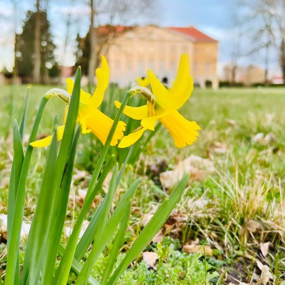 Narzissen im Frühling in Garzau