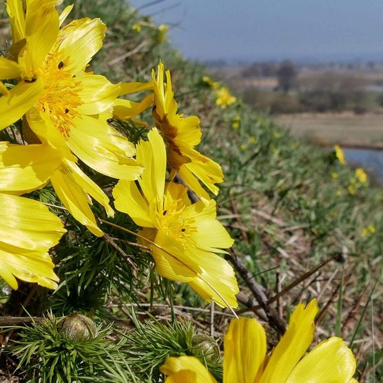 Adonisröschen im Frühling an den Oderhängen bei Lebus