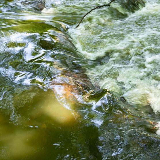 Die Schlaube entlang des Schlaube-Wanderweges im Naturpark Schlaubetal in Oder-Spree