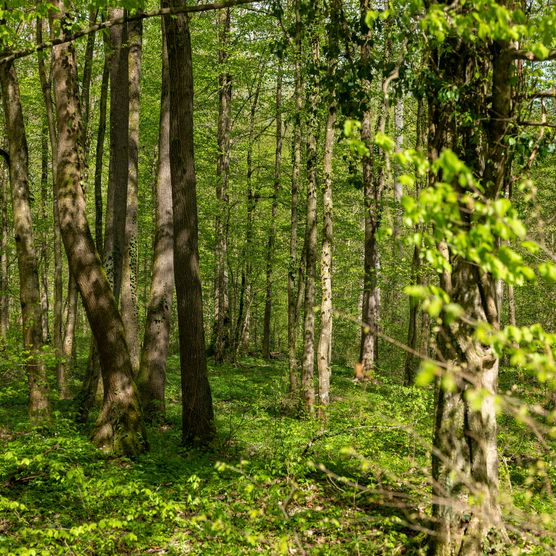 Ein grüner, blühender Wald im Sommer.