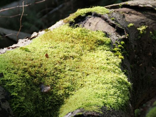Moos bewachsener Baumstamm im Naturpark Schlaubetal in Oder-Spree