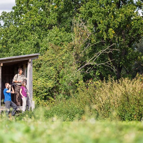 Naturparkroute Märkische Schweiz; Aussichtsturm Altfriedländer Teiche