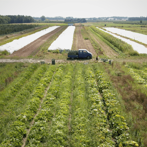 Weitsicht auf das Feld der PlantAge in Frankfurt (Oder)