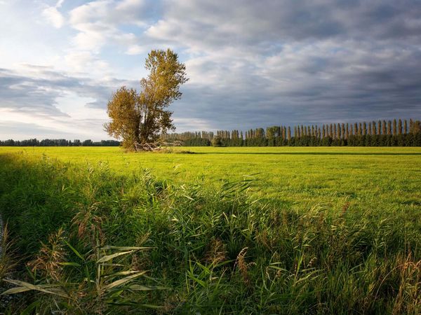 Landschaft des Oderbruchs