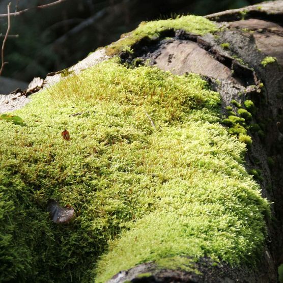 Moos bewachsener Baumstamm im Naturpark Schlaubetal in Oder-Spree