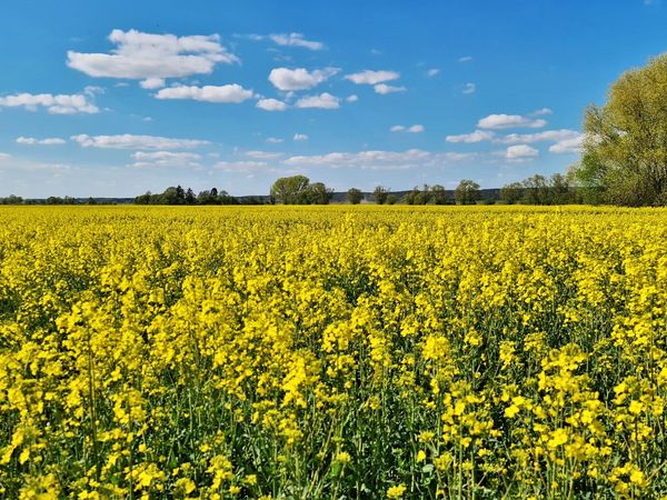 Ein blühend gelbes Rapsfeld bei Neurüdnitz im Oderbruch