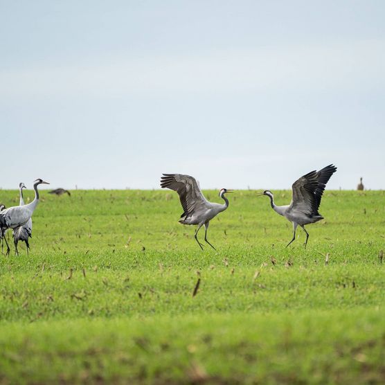 Kraniche im Naturpark Dahme-Heideseen in Oder-Spree