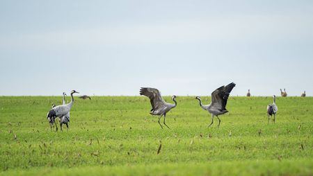 Kraniche im Naturpark Dahme-Heideseen in Oder-Spree