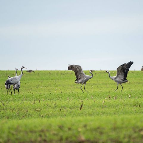 Kraniche im Naturpark Dahme-Heideseen in Oder-Spree