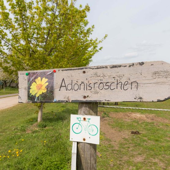 Wegweiser zu den Adonisröschen an den OderhÃ¤ngen in Lebus 