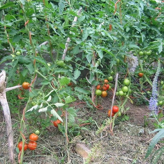 Ein Strauch Tomaten, an denen grüne und rote hängen.