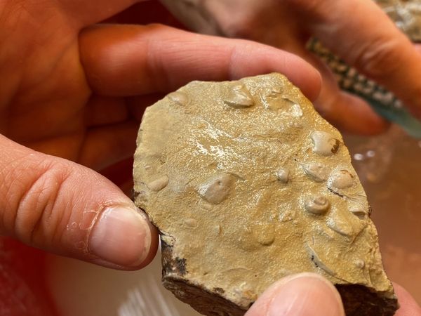 Eine Hand hält ein Fossil.