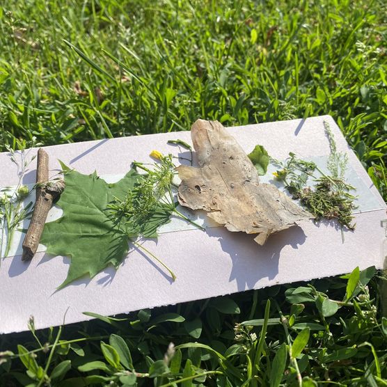 Verschiedene Blätter auf Karton auf einer Wiese