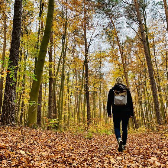 Frau wandert durch den Wald im Herbst