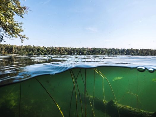 Unterwasser Seeblick auf Wald im Seenland Oder-Spree