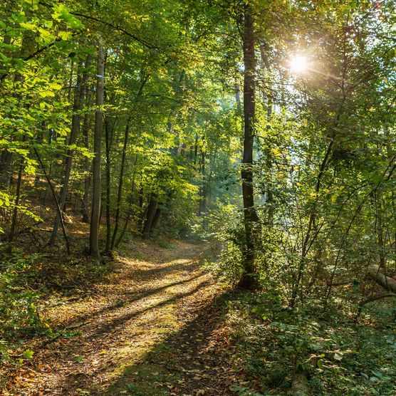 Lichtstrahlen fallen auf einen Waldweg bei Bad Freienwalde